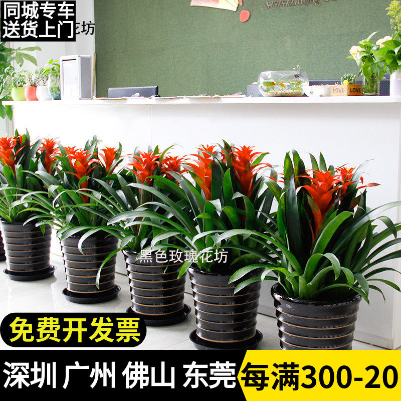 鸿运当头盆栽 凤梨花客厅 室内花卉办公室绿化盆景 开花植物