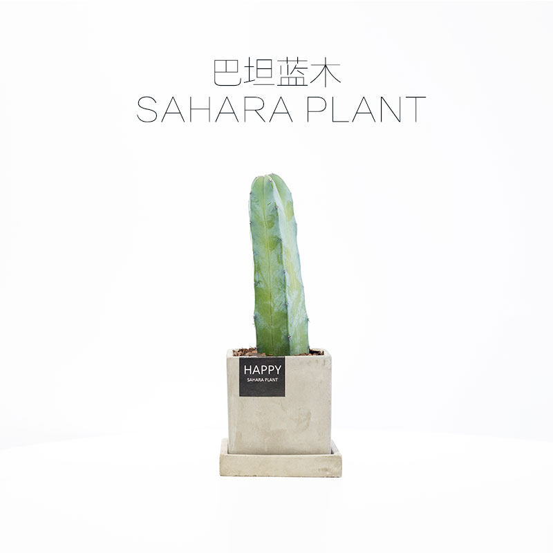 稀有品种仙人球仙人柱沙漠仙人掌 巴坦蓝木北欧风防辐射多肉开花