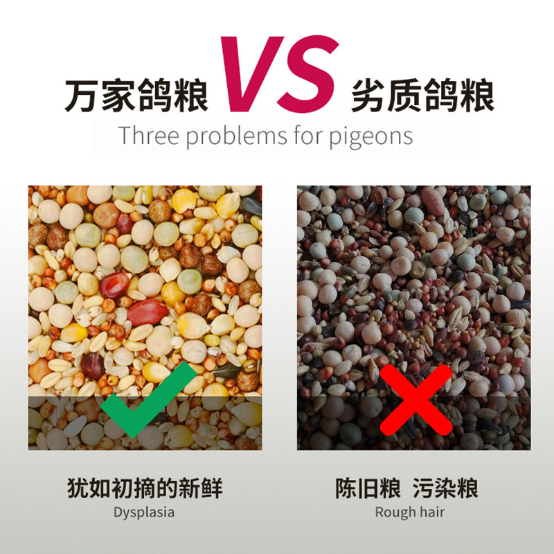鸽子食粮万家鸟食赛信鸽专用幼鸽1号小玉米营养饲料鸽粮50斤包邮