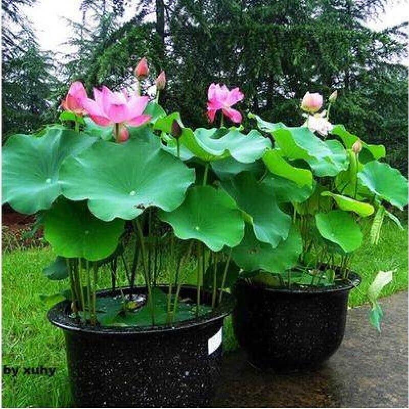 观赏荷花盆栽成品苗带花苞水养睡莲碗莲植物庭院池塘种植大型藕根