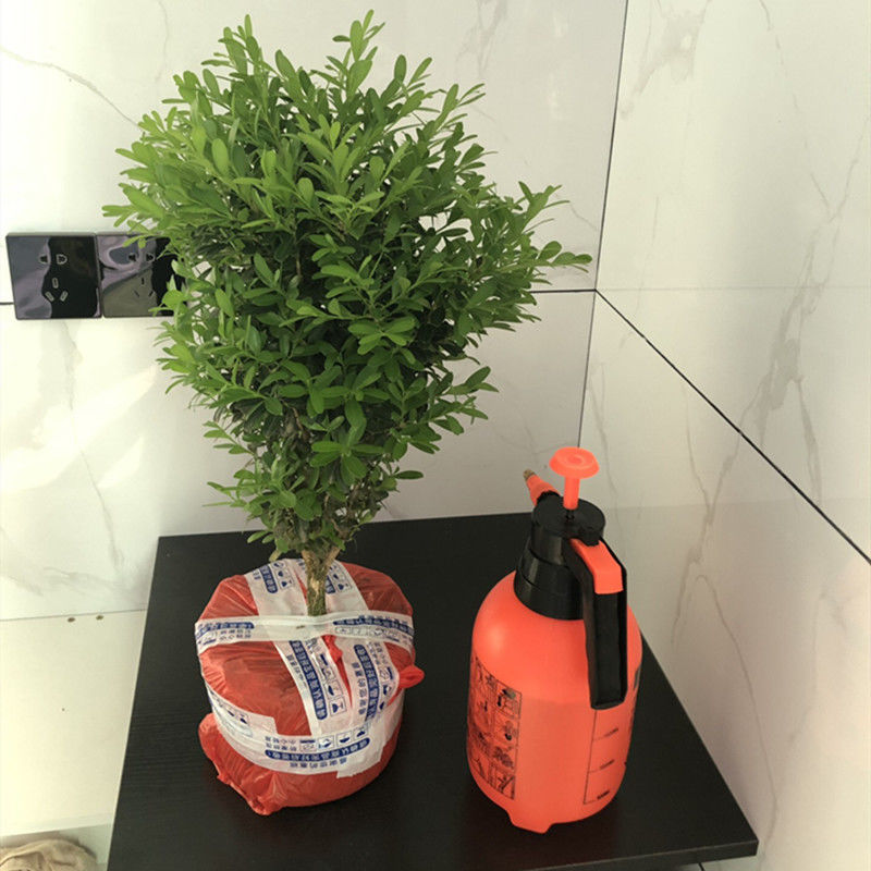小叶黄杨四季常青居家绿化造景植物 适合新手栽种观叶盆栽