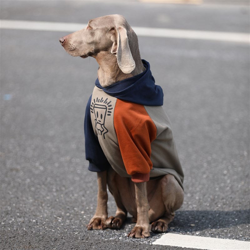 大狗衣服拉布拉多金毛边牧春秋防掉毛卫衣宠物连帽中大型犬衣服