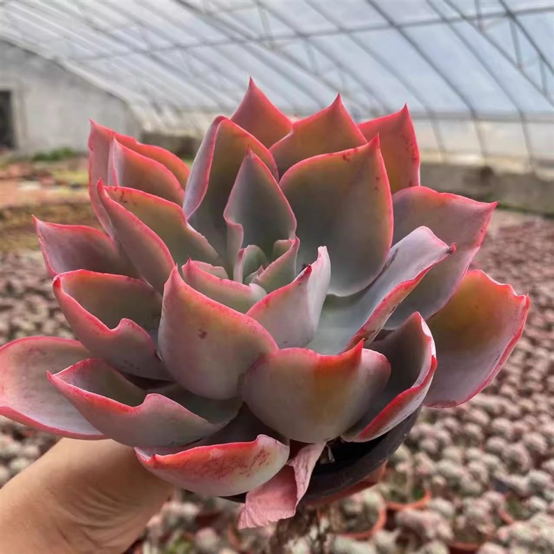 晚霞之舞广寒宫蓝光植物好养易爆盆群生多肉萌肉创意花卉绿植盆栽