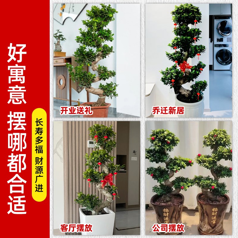 金钱榕大盆栽室内大型盆景招财金钱树客厅办公室摇钱树发财树四季