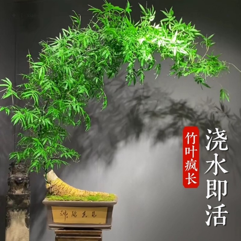 小叶簕竹根苗勒竹桩桌面绿植成品竹子盆栽室内文人茶几盆景花卉
