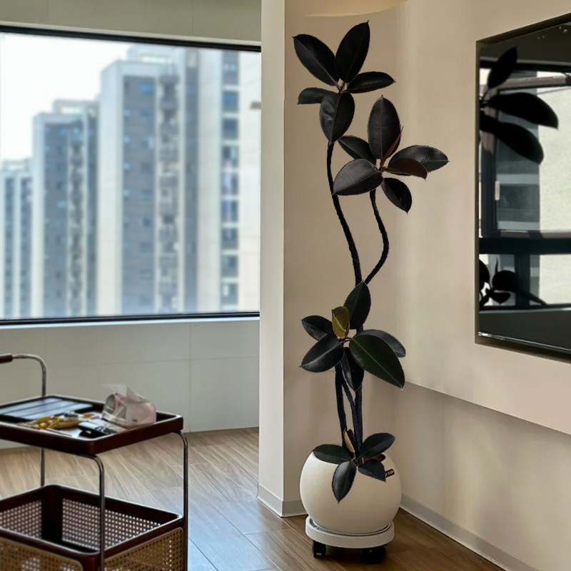 黑金刚橡皮树客厅大盆栽落地绿植高级感花卉老桩好养室内大型植物