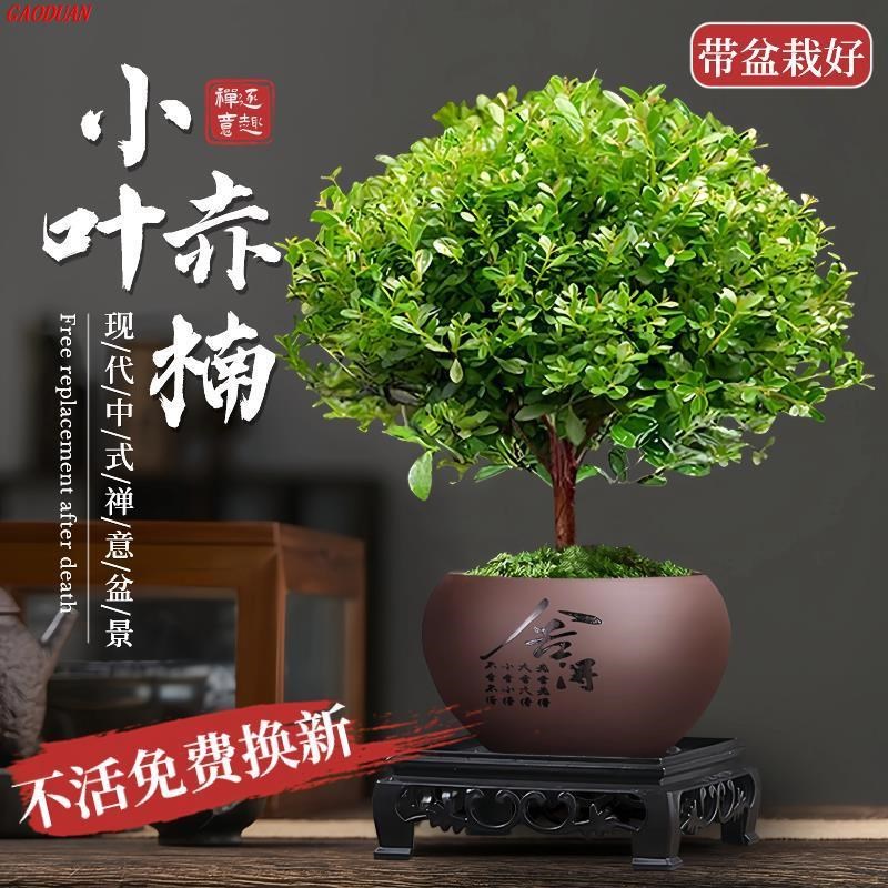 小叶赤楠盆景老桩金丝楠木盆栽室内办公室桌面绿植物四季好养花卉
