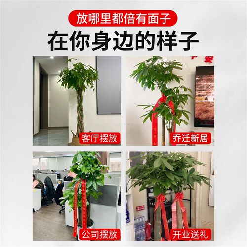 发财树客厅大盆栽室内大型步步高招财树物办公室乔迁开业送礼绿植