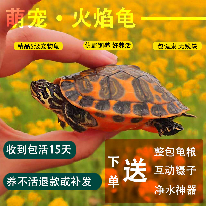 乌龟火焰龟宽纹吃菜宠物龟素食深水龟活体活物红腹鱼缸龟家养乌龟