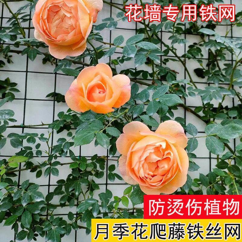 月季爬藤花墙架专用铁丝网花架蔷薇花植物爬墙固定网格壁挂爬藤架