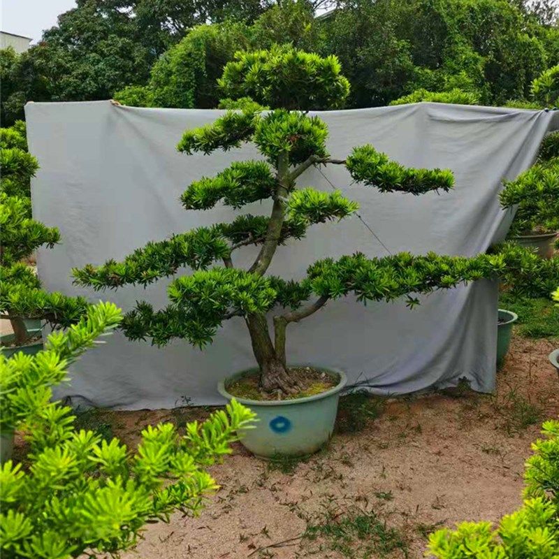 大型罗汉松盆栽树桩四季常青庭院大树别墅盆景金钻迎客松室外绿植