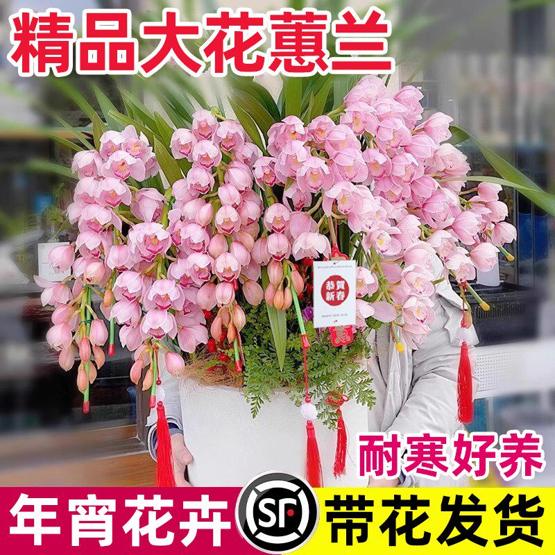 大花惠兰带花苞年宵花卉盆栽客厅室内鲜花摆件蕙兰带花剑送礼耐寒