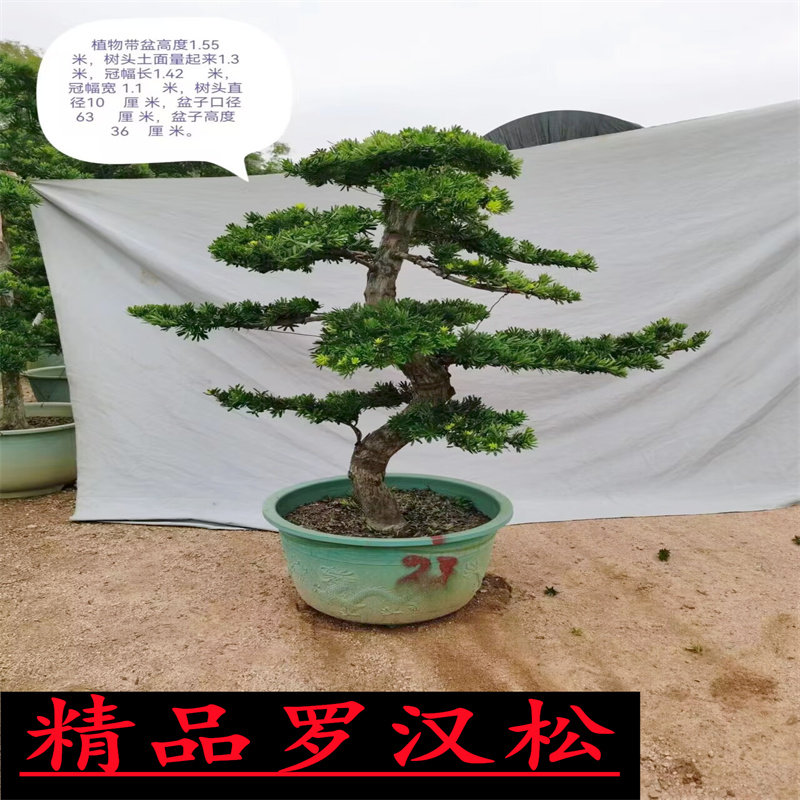 精品造型罗汉松盆栽 适合新手养植 绿植花卉植物适用于办公室与庭