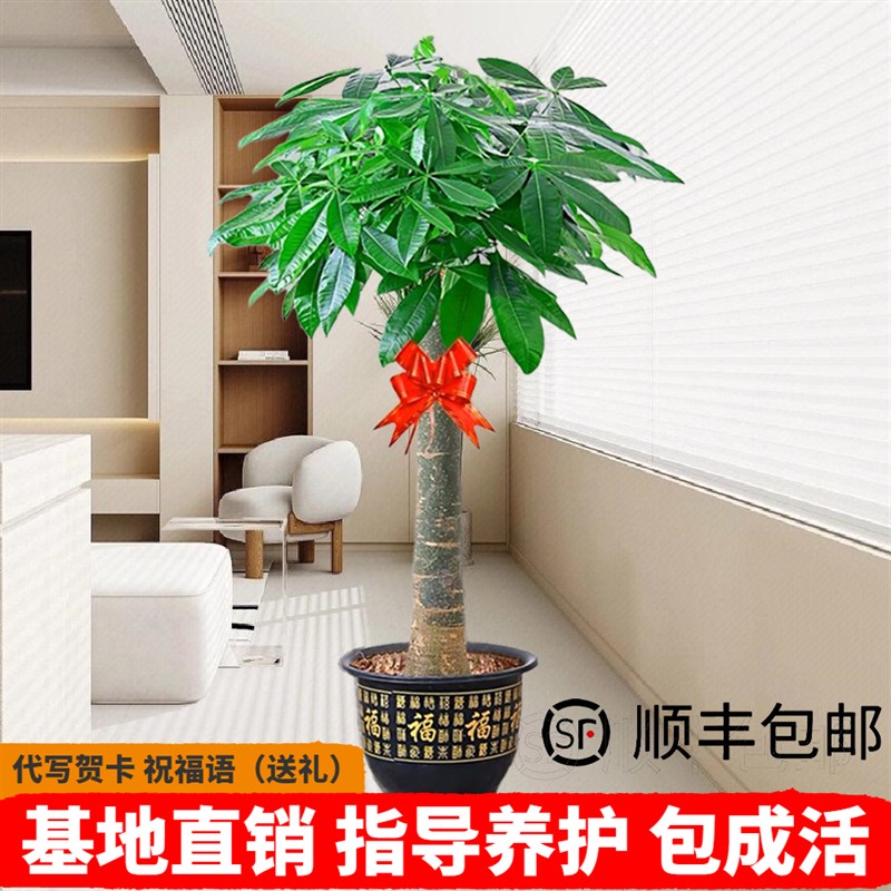 发财树大型步步高升大盆栽客厅吸甲醛大棵绿植室内乔迁开业招财树