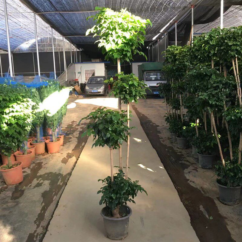 绿宝盆栽老桩绿植盆景幸福树桌面吸甲醛办公桌室内开业乔迁