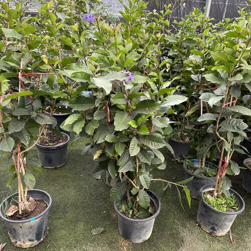 蓝花藤四季开花网红大叶许愿藤蓝色花系爬藤攀爬木本庭院花园植物