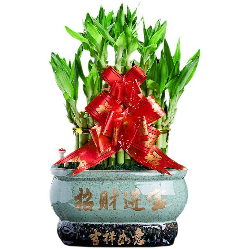 开业送礼富贵竹节节高塔竹子带根盆栽转运绿植物四季好养室内盆景