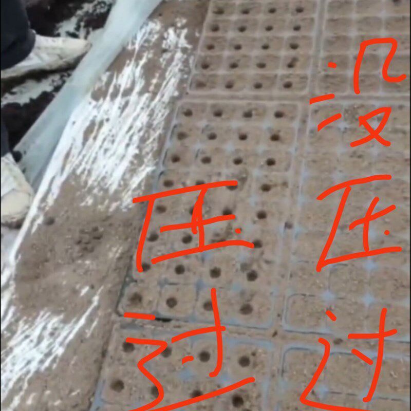 育苗穴盘打孔器不锈钢穴盘播种专用压穴板压孔板压坑板压穴播种机