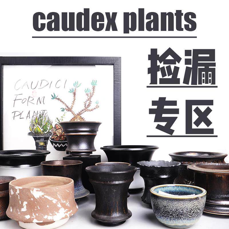 新66潮流块根植物龙舌兰龟甲龙块根SRL花盆陶瓷NEIGHBORHOOD