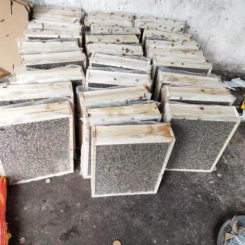 中蜂蜂群带王蜜蜂活体养殖带子脾阿坝中蜂带蜂箱中华土蜂出售笼蜂