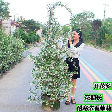 风车茉莉爬藤植物老桩大苗庭院阳台垂丝络石藤盆栽浓香花卉四季青