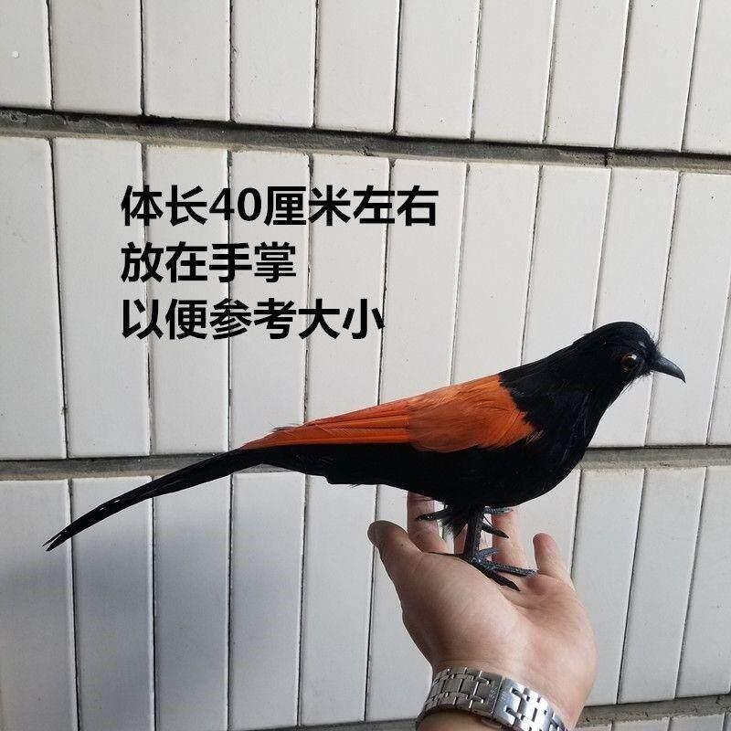 红毛鸡标本仿真模型假媒园林装饰工艺品摄影道具教学演示景观造景