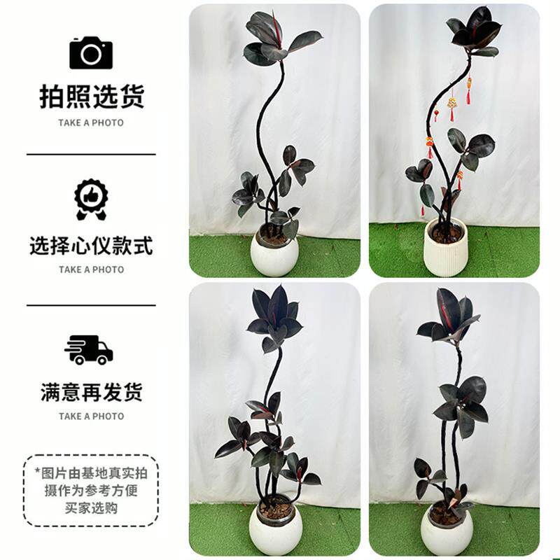 黑金刚橡皮树真绿植高级感客厅植物室内装饰大型落地摆件大盆栽