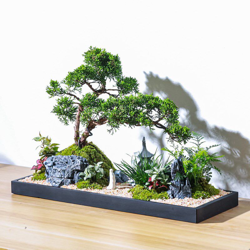 老桩造型台湾真柏高档盆景室内桌面微景观乔迁送礼绿植物好养盆栽