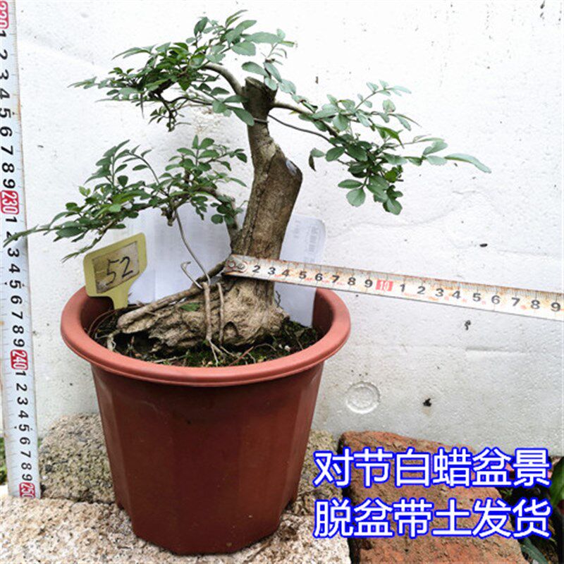 对节白蜡a 树桩盆景 微型观叶小盆栽树苗 对接阳台庭院金弹子包邮
