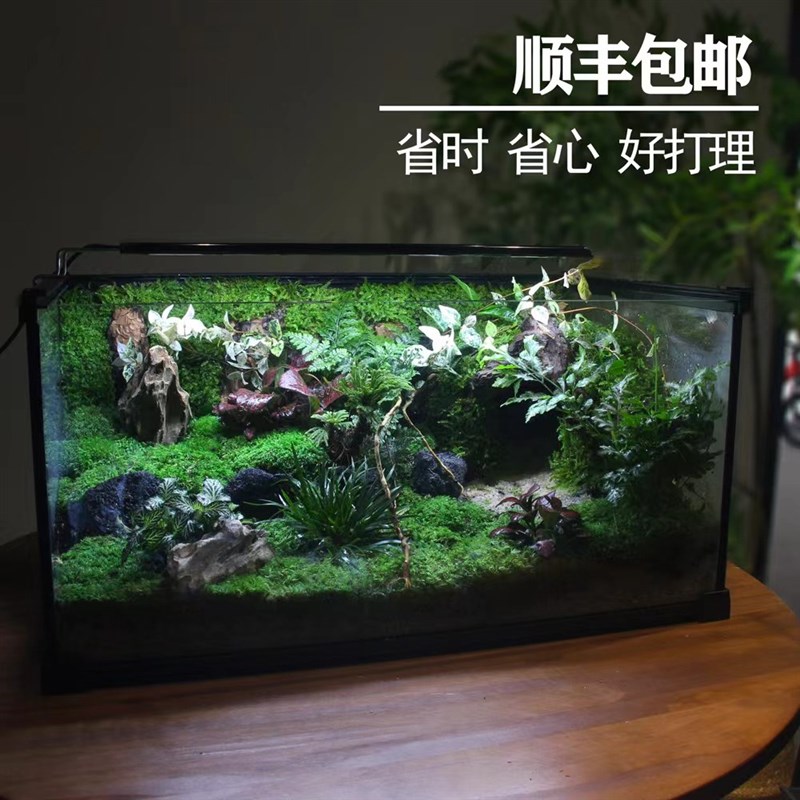 苔藓微景观雨林缸植物造景角蛙蜥蜴守宫蛇爬虫两栖生态乌龟水陆缸