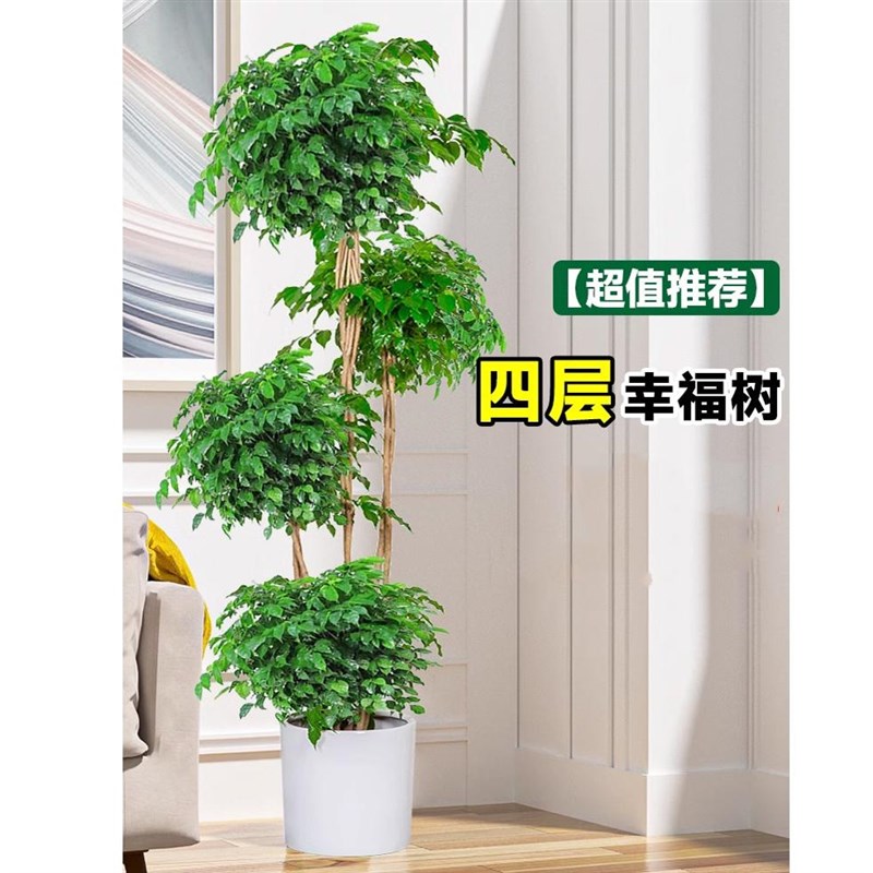 幸福树客厅盆栽大型绿植办公室内好养落地植物发财树老桩四季常绿