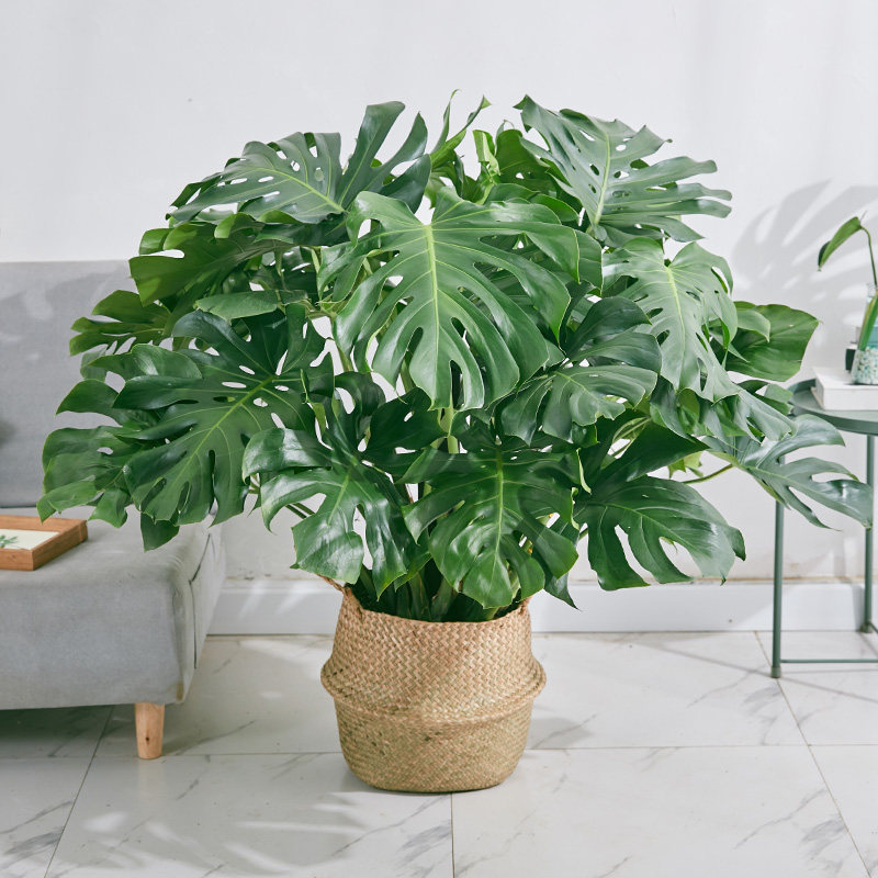 龟背竹大盆栽室内外开背大型老桩植物吸甲醛清新空气水培植物网红