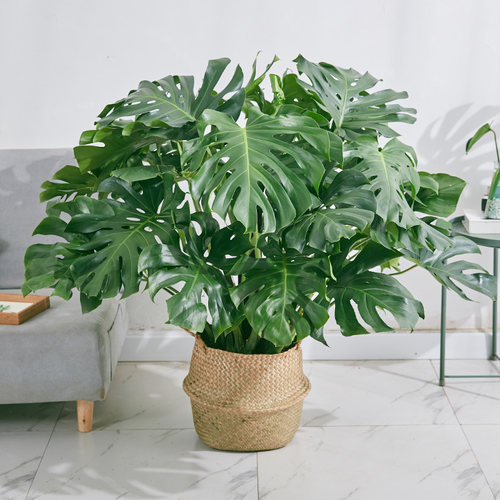 龟背竹大盆栽室内外开背大型老桩植物吸甲醛清新空气水培植物网红