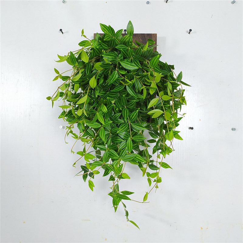 鹿角蕨悬挂墙面绿植壁挂定种植板相框上板蕨类植物垂吊兰花卉盆栽图片