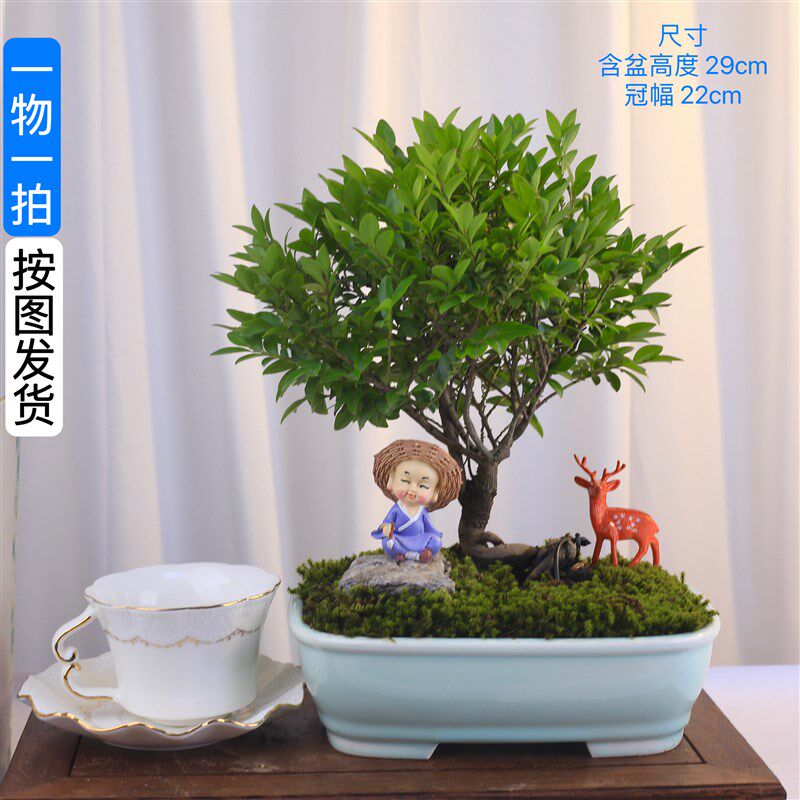 名贵盆景小叶紫檀老桩造型树室内摆件玄关绿植办公室茶桌一物一拍
