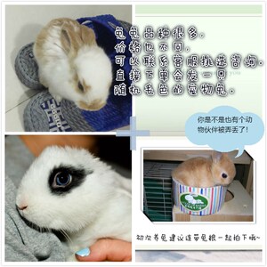 兔子小白黑垂耳侏儒凤眼西施小型宠物活体宝宝熊猫公主兔好评如潮