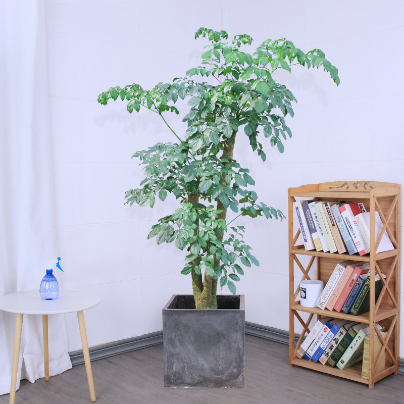 大型绿植盆栽富贵树幌伞枫幸福树老桩植物客厅办公室前台观叶昆明