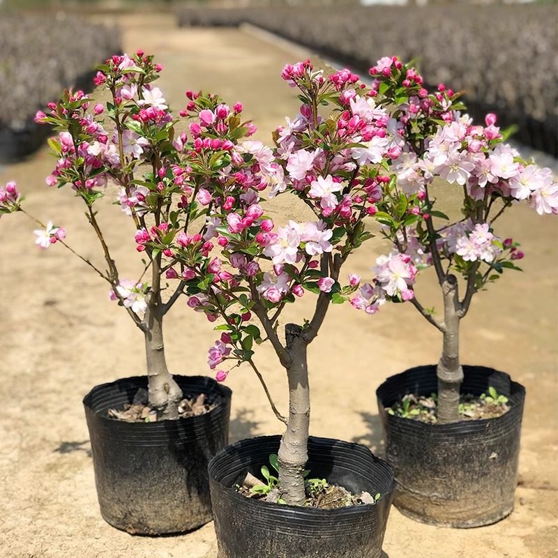 西府海棠盆栽树苗盆景重瓣老桩庭院绿植物室内花卉四季开花好养