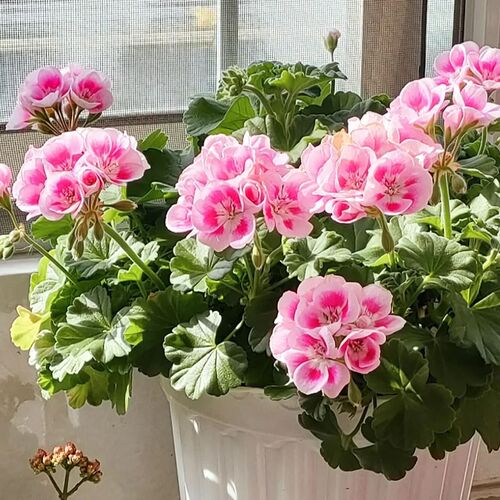 千朵天竺葵盆栽大苗带花阳台花卉庭院绿植四季垂吊花期长好养植物
