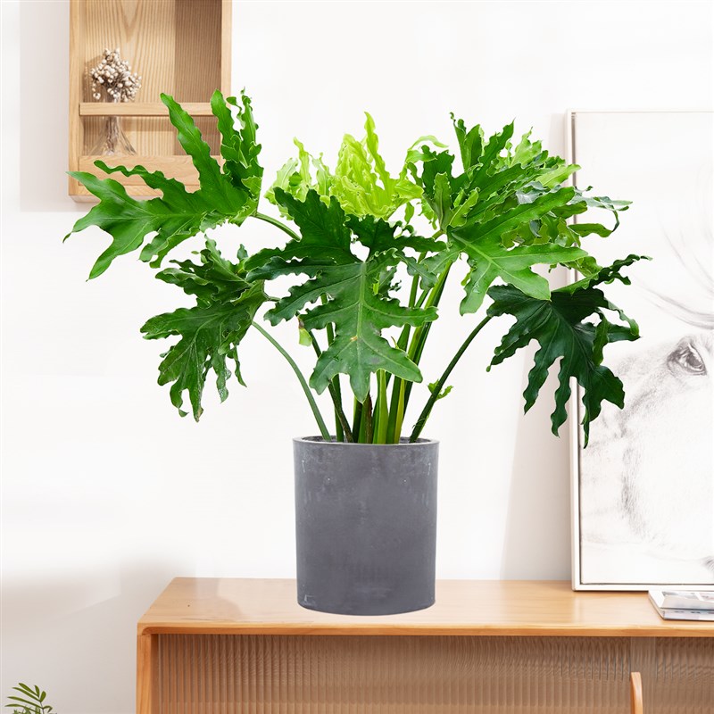 春羽竹芋盆栽龙鳞竹芋多年生室内客厅蔓绿绒北欧风耐荫好养活绿植