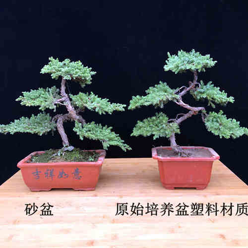 悬崖松盆栽迎客松盆景真树客厅绿植四季松树罗汉松造型花卉植物
