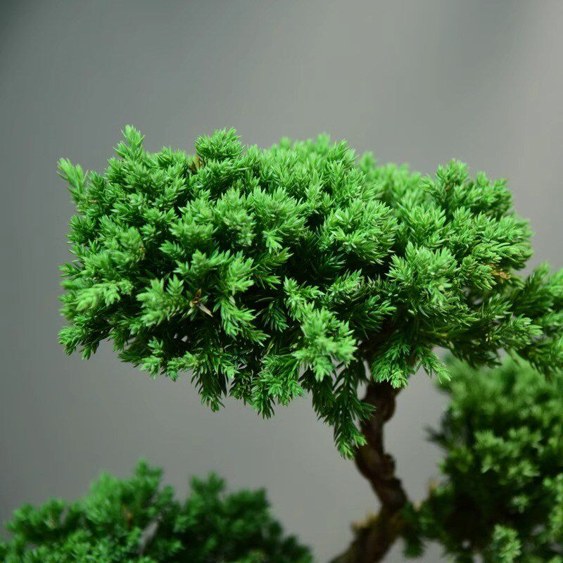 真柏盆栽室内办公室开业绿植迎客松造型茶桌绿植盆景真树桌面摆件