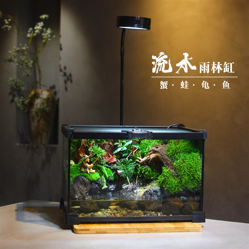 雨林生态缸苔藓微景观创意流水水陆爬宠桌面绿植造景角蛙守宫缸图片