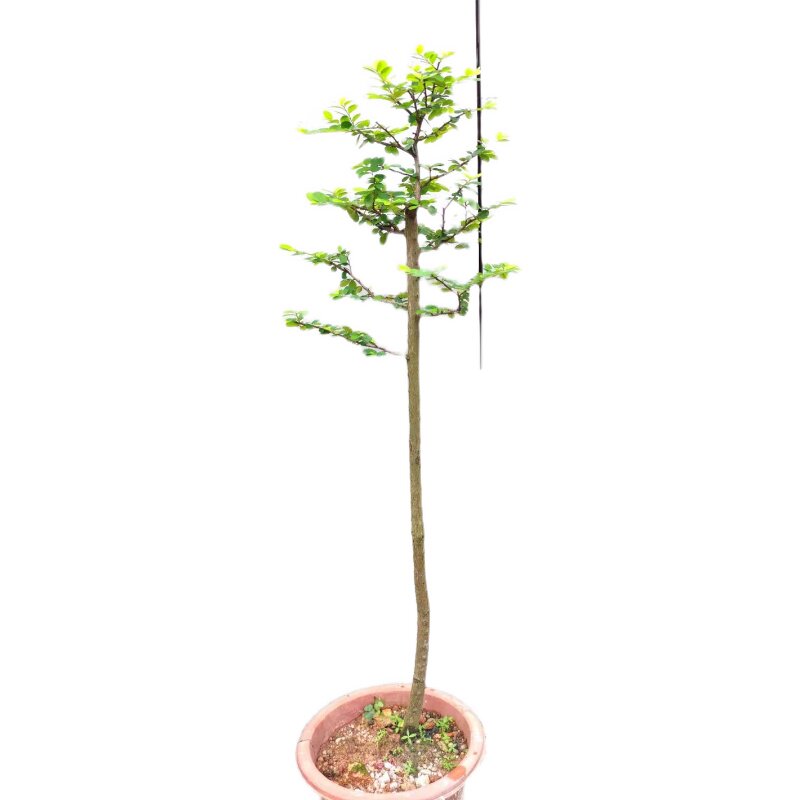 山格木盆景稀有名贵植物树种岭南盆景文人素材四季长青一图一物