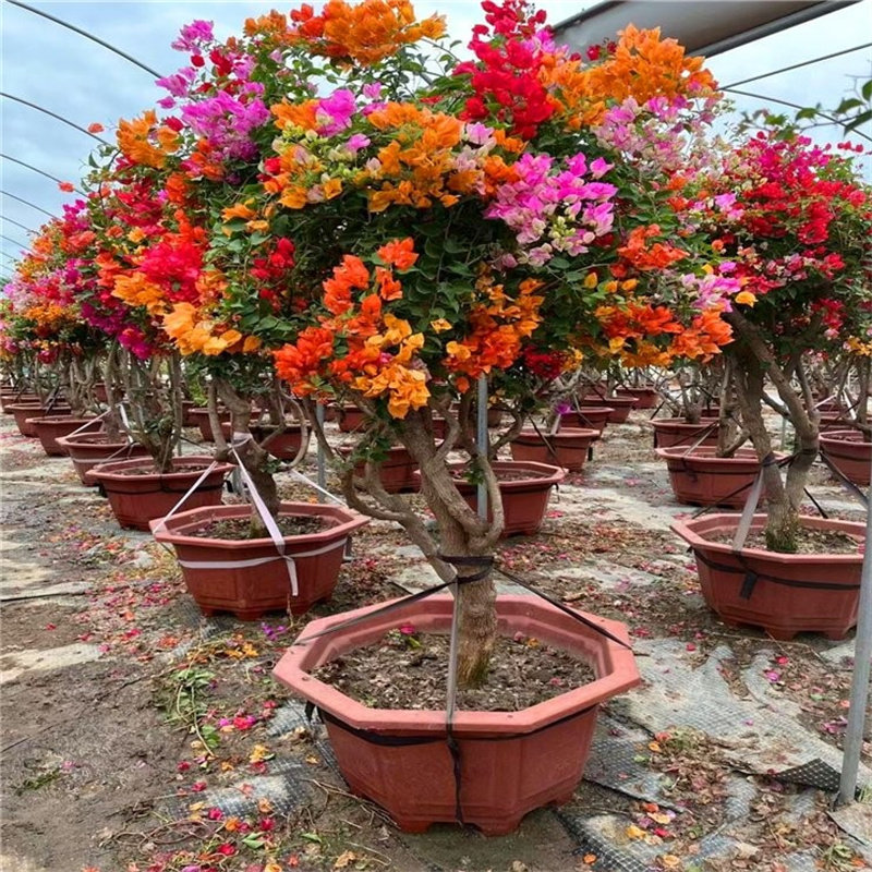 多色三角梅盆景大型三角梅造型树勒杜鹃盆栽叶子花四季开花三角梅