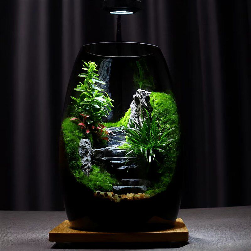 苔藓微景观生态瓶造景植物桌面创意摆件玻璃养鱼森林雨林生态鱼缸