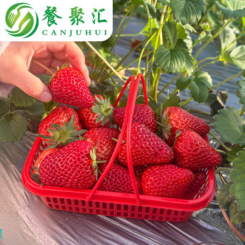草莓采摘篮子塑料红色手提水果筐子杨梅篮樱桃桑葚塑料篮包邮