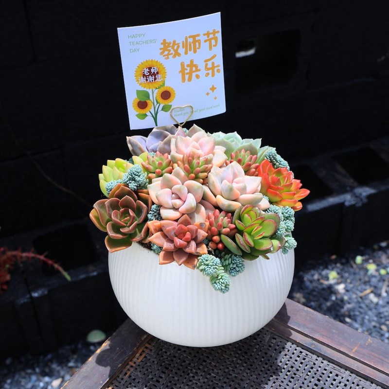 教师节礼品礼物多肉植物组合盆栽花卉绿植开学送礼带盆种好肉肉