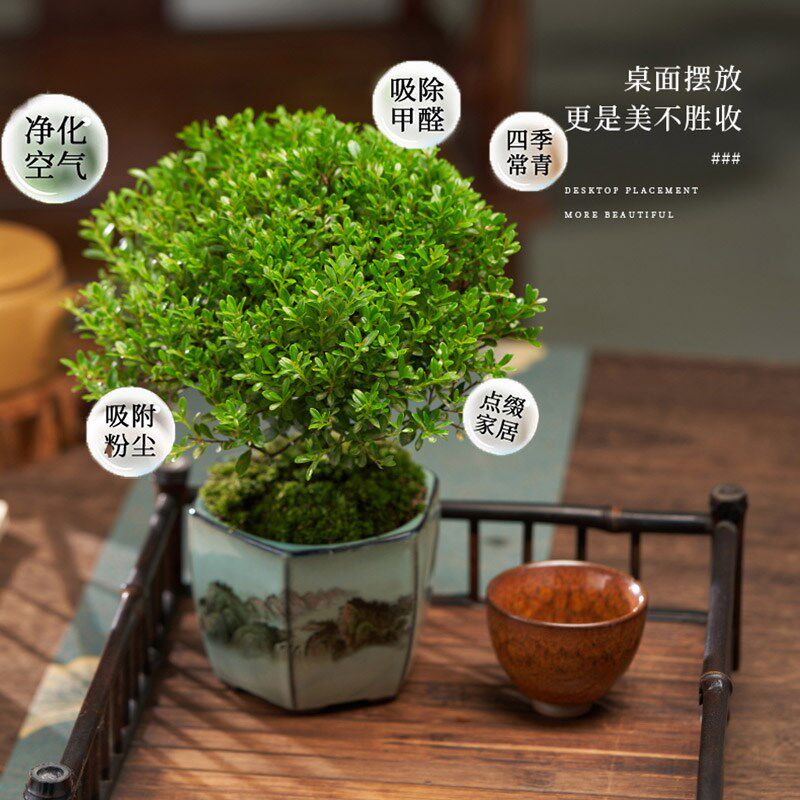大老桩小叶赤楠盆景植物金丝楠木室内花卉盆栽办公室四季好养绿植