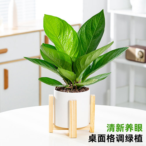 聚宝盆绿植花卉植物室内盆栽发财树招财树客厅网红盆栽净化空气